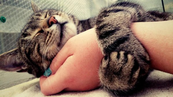 серый полосатый котёнок обнимает руку хозяйки