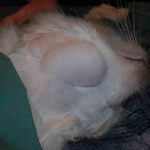 Увеличенные лимфузлы на шее кошки