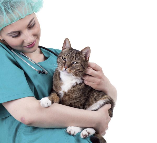 ветеринар держит кошку на руках