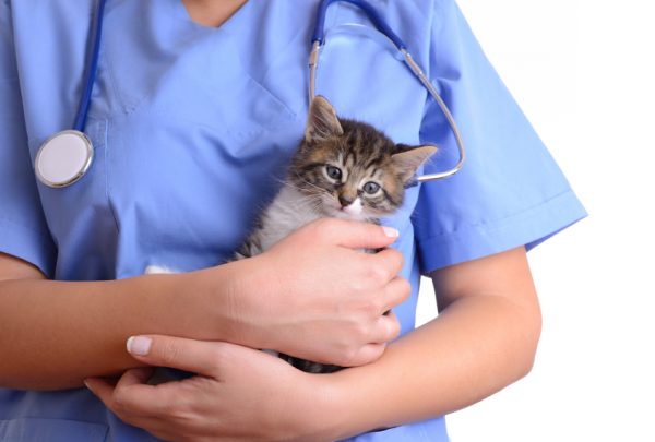 ветеринар держит на руках котёнка