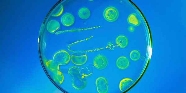 бактерии под микроскопом