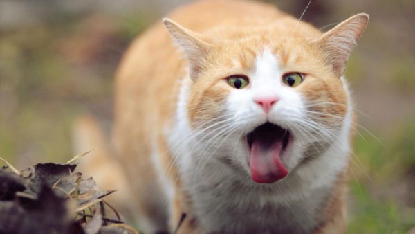 Бело-рыжий кот с высунутым языком