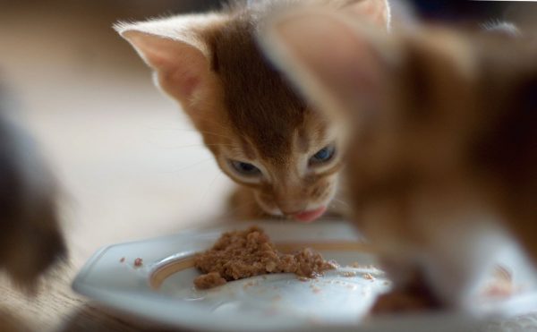 рыжий котёнок ест влажный корм из тарелки