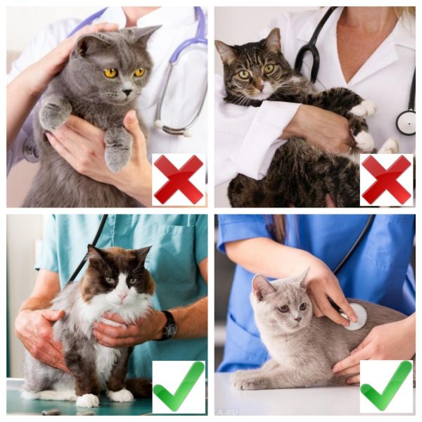 коллаж четыре картинки с разными способами держать кошку