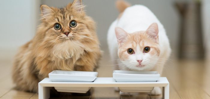 Сколько раз в день кормить кошку или кота, как правильно определить количество (суточную норму) корма для котенка и взрослого животного
