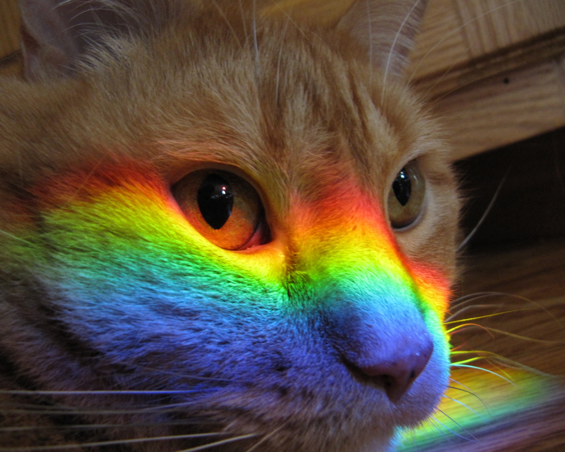 Радужка кошки. Радужная кошка. Разноцветная кошка. Радужные котята. Кот с радугой.