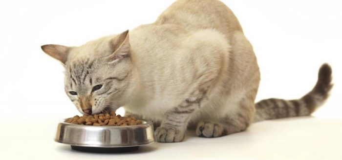 кошка ест корм из металлической миски
