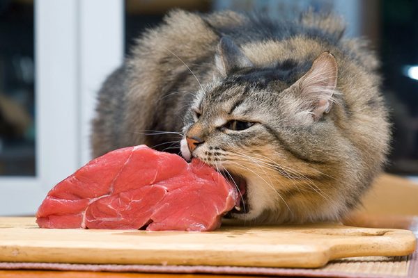 Кошка ест мясо