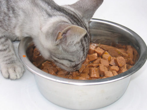 Кошка ест влажный корм