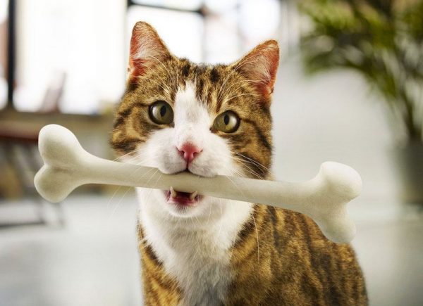 кошка с белой жилистой косточкой в зубах