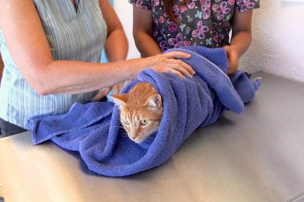 Кошка в полотенце