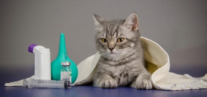 Котэрвин: инструкция по применению для кошек и котов, отзывы ветеринаров о каплях, аналоги