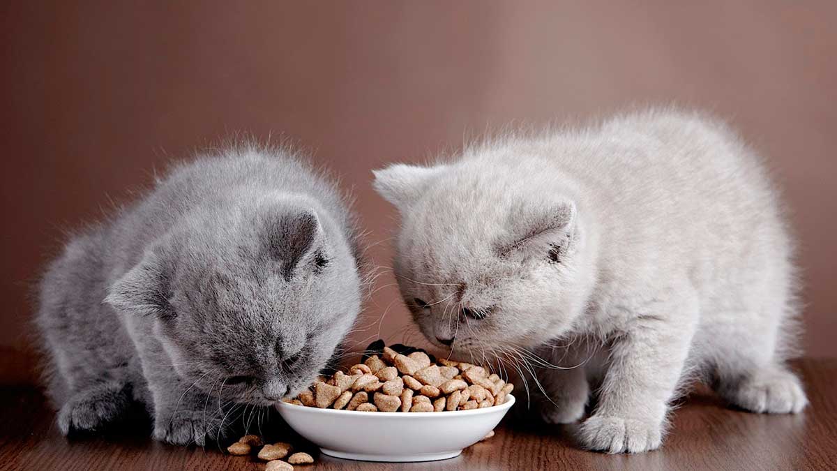 Корм «Фест Чойс»: можно ли его назвать лучшим кормом для домашних кошек