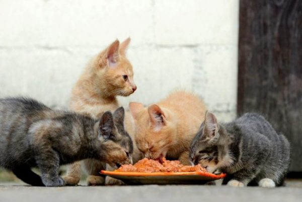Котята едят корм