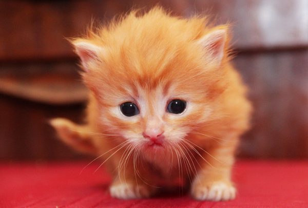Маленький рыжий котёнок