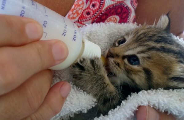 маленького котёнка кормят из бутылочки