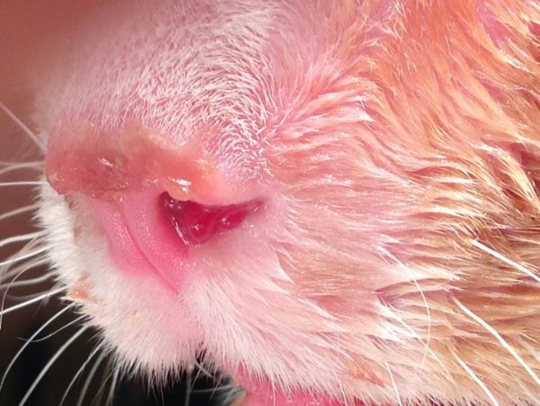 Нос кошки с розовым отделяемым