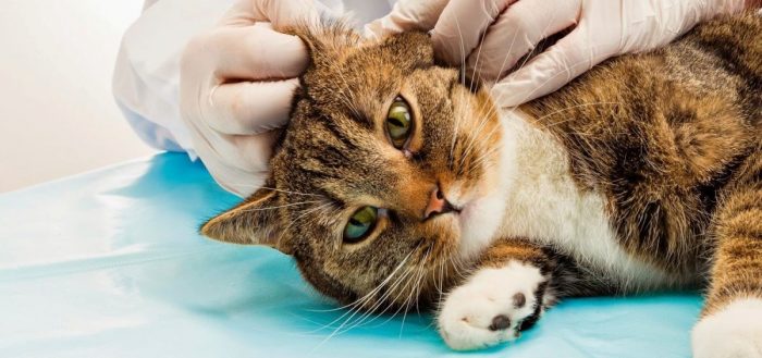 Отит у кошек: симптомы и лечение в домашних условиях, ушные капли