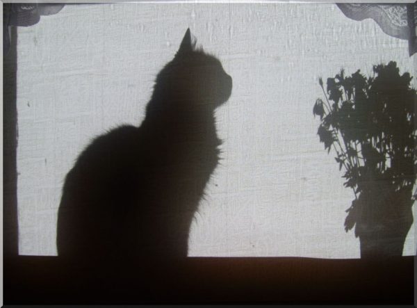 Тень кота на стене
