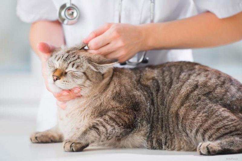 Борьба с наружными паразитами у кошек: капли на холку