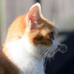 пузырь из кошачьего носа