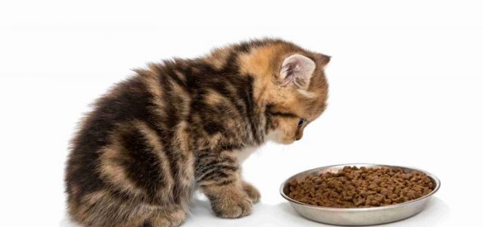 Как и чем кормить котенка в 1, 2, 3, 4, 5 и 6 месяцев: сухой корм или натуральная еда