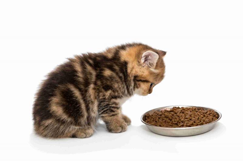 Чем кормить котёнка в 1,2, 3 месяца и старше