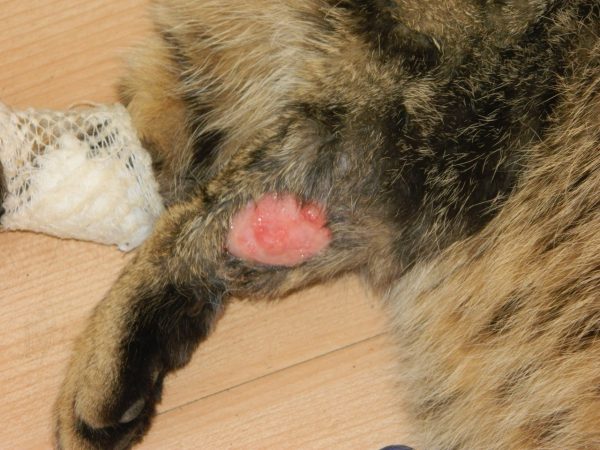 Рана у кошки и забинтованная лапа