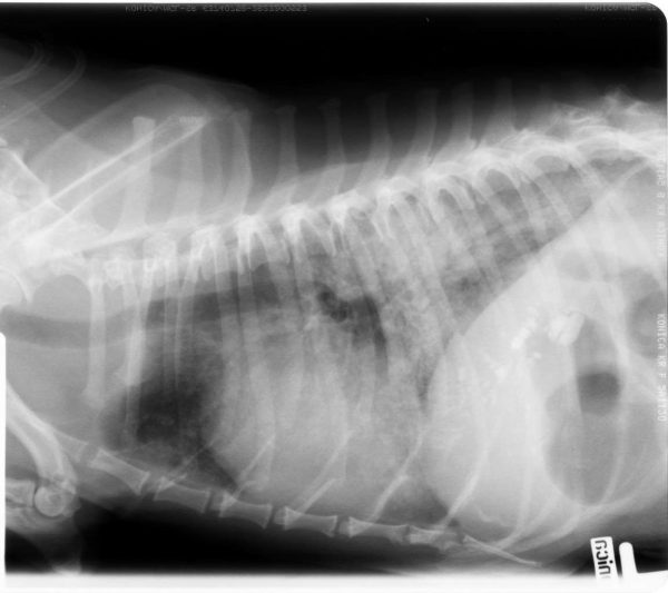 рентгеновский снимок кошки