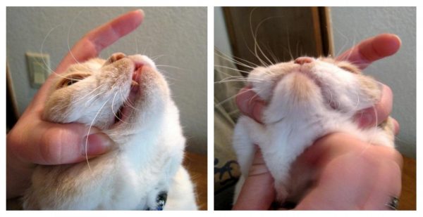 рука человека фиксирует голову кошки