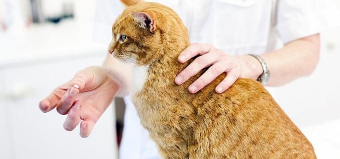 Дирофен для кошек: отзывы, инструкция по применению, противопоказания