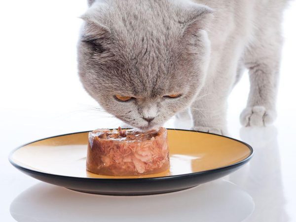 серый кот ест влажный корм с тарелки