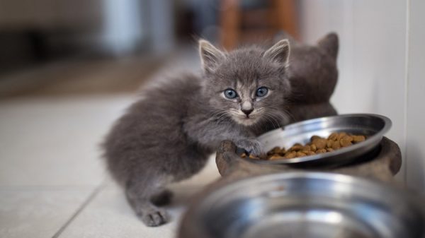 серый котёнок и сухой корм в миске