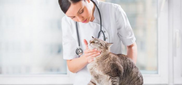 Ветеринар осматривает кошку