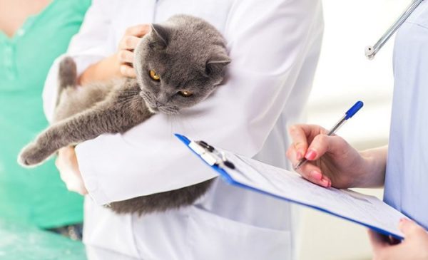 ветеринар с планшетом и серый кот на руках