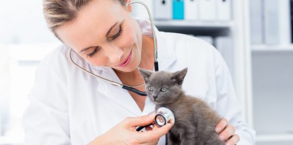 Ветеринар осматривает котёнка