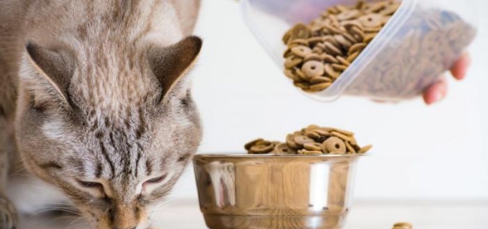 Корм для кошек Perfect Fit («Перфект Фит»): отзывы ветеринаров и владельцев животных о нем, его состав и виды, плюсы и минусы