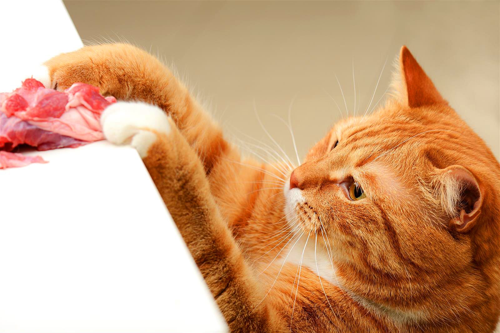 Нужно ли включать витамины в рацион домашней кошки