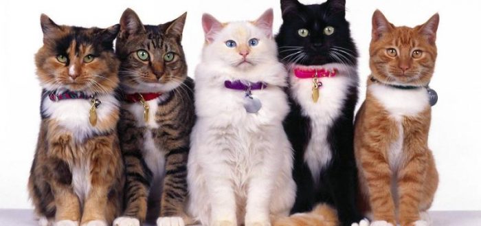 Ошейник от блох и клещей для кошек и котят: отзывы, правила применения