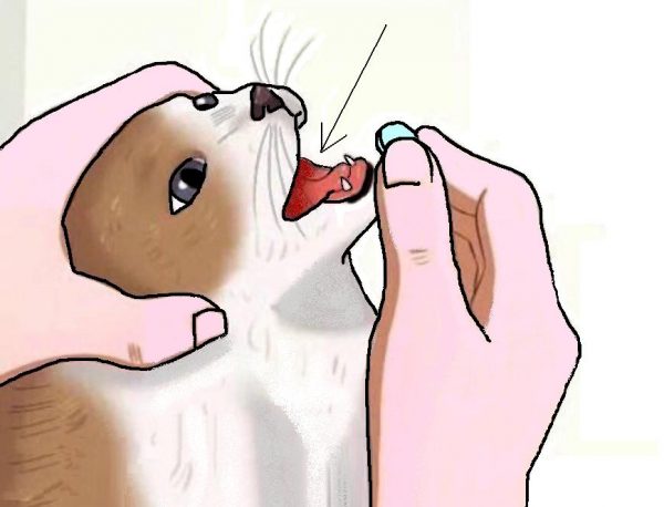Схема скармливания таблетки кошке