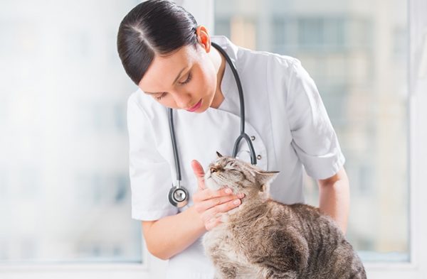 Ветеринар осматривает серую кошку