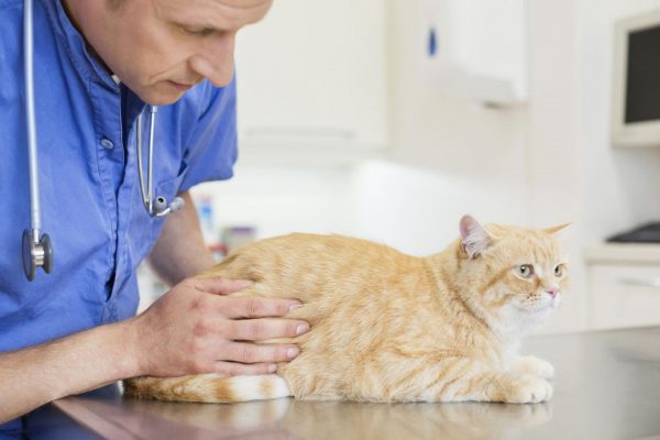 Ветеринар в синей форме осматривает рыжего кота