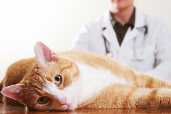 Рыжий кот и ветеринар