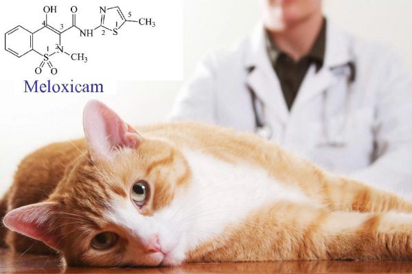 Кошка, ветеринар и структурная формула мелоксикама