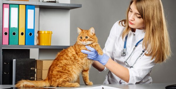 Ветеринар осматривает рыжую кошку