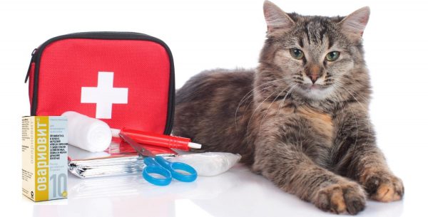 Мраморный кот, ветеринарная аптечка и Овариовит