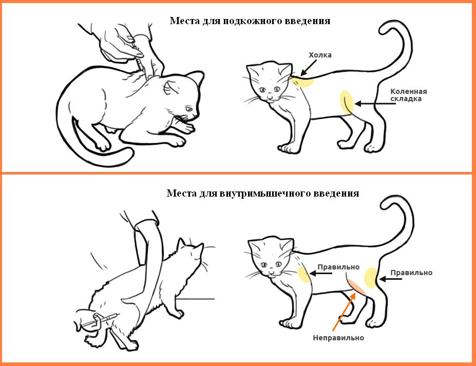 Овуляция у кошек. Как правильно ставить укол кошке внутримышечно. Как сделать ВМ укол кошке. Внутримышечный укол кошке схема. Как делать укол котенку внутримышечно.