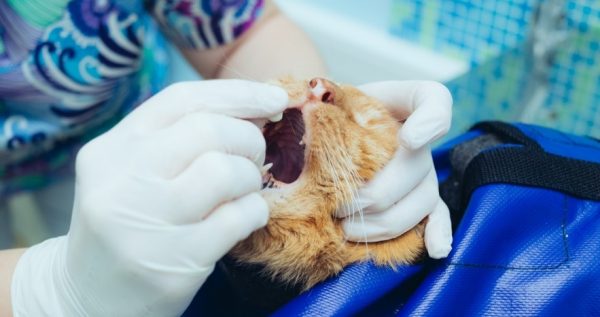 Рыжей кошке кладут таблетку в рот