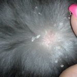 Себорейный дерматит у кошек