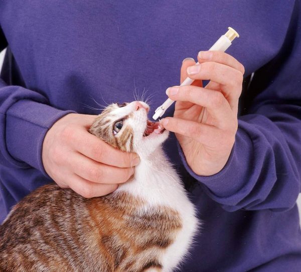 таблеткодаватель для кошки
